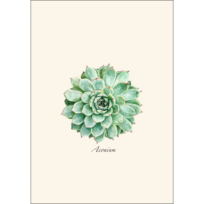Succulent Greeting Card Set