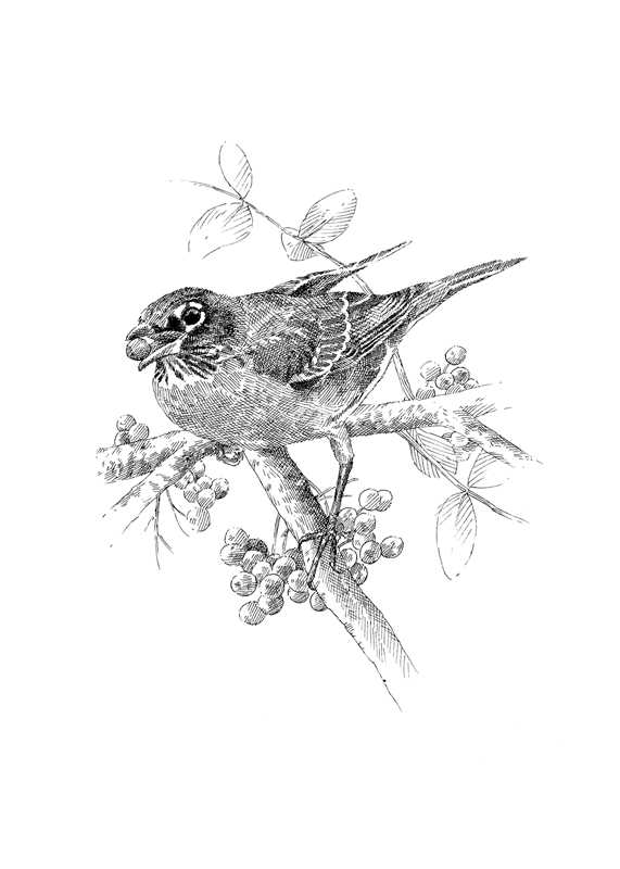 The Serviceberry: Abundance and Reciprocity in the Natural World by Robin Wall Kimmerer