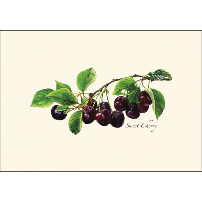 Sweet Cherry Set of 8 Card Set