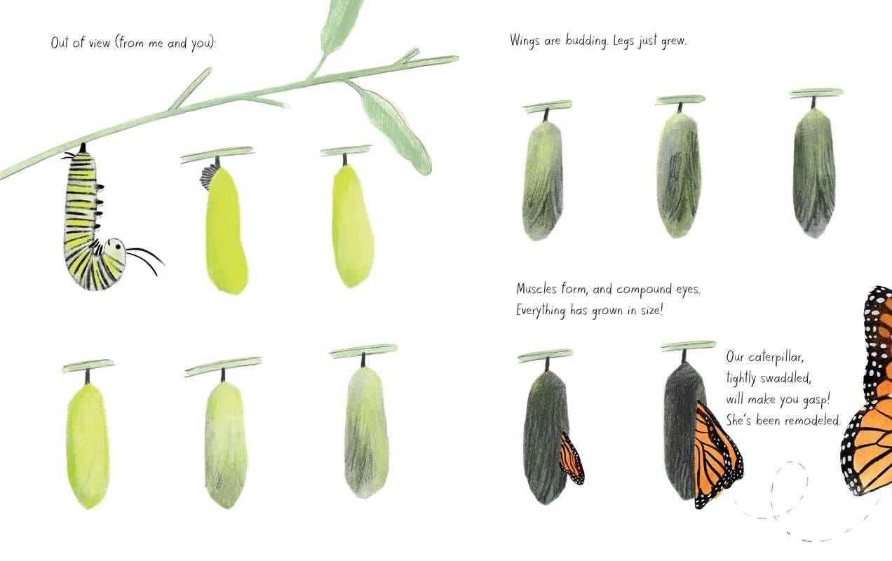 Monarch: Honeybee and Friends by Kirsten Hall