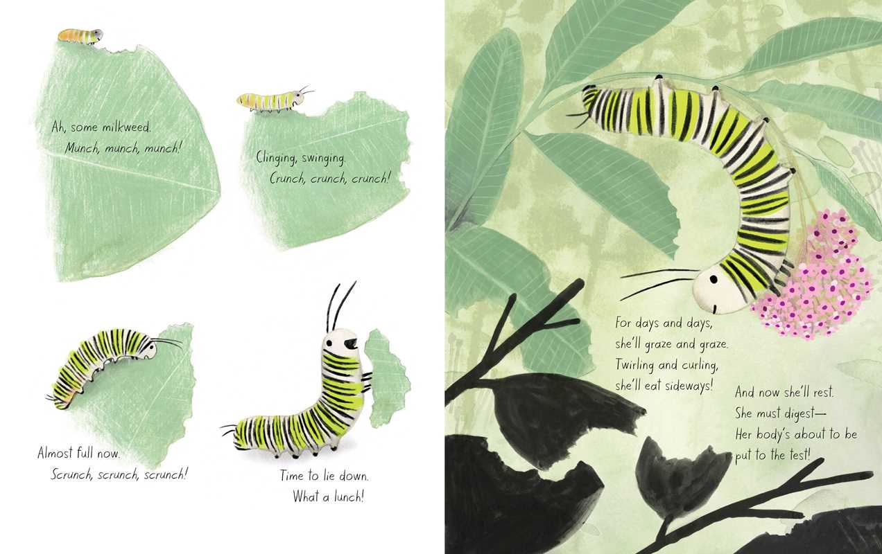Monarch: Honeybee and Friends by Kirsten Hall