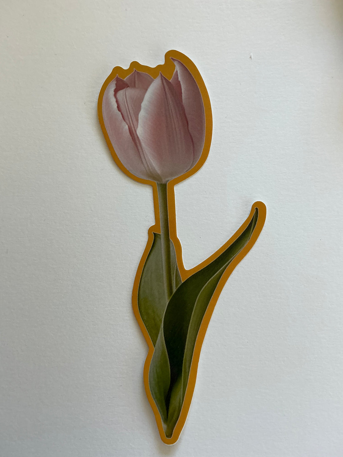 Pink Tulip Sticker