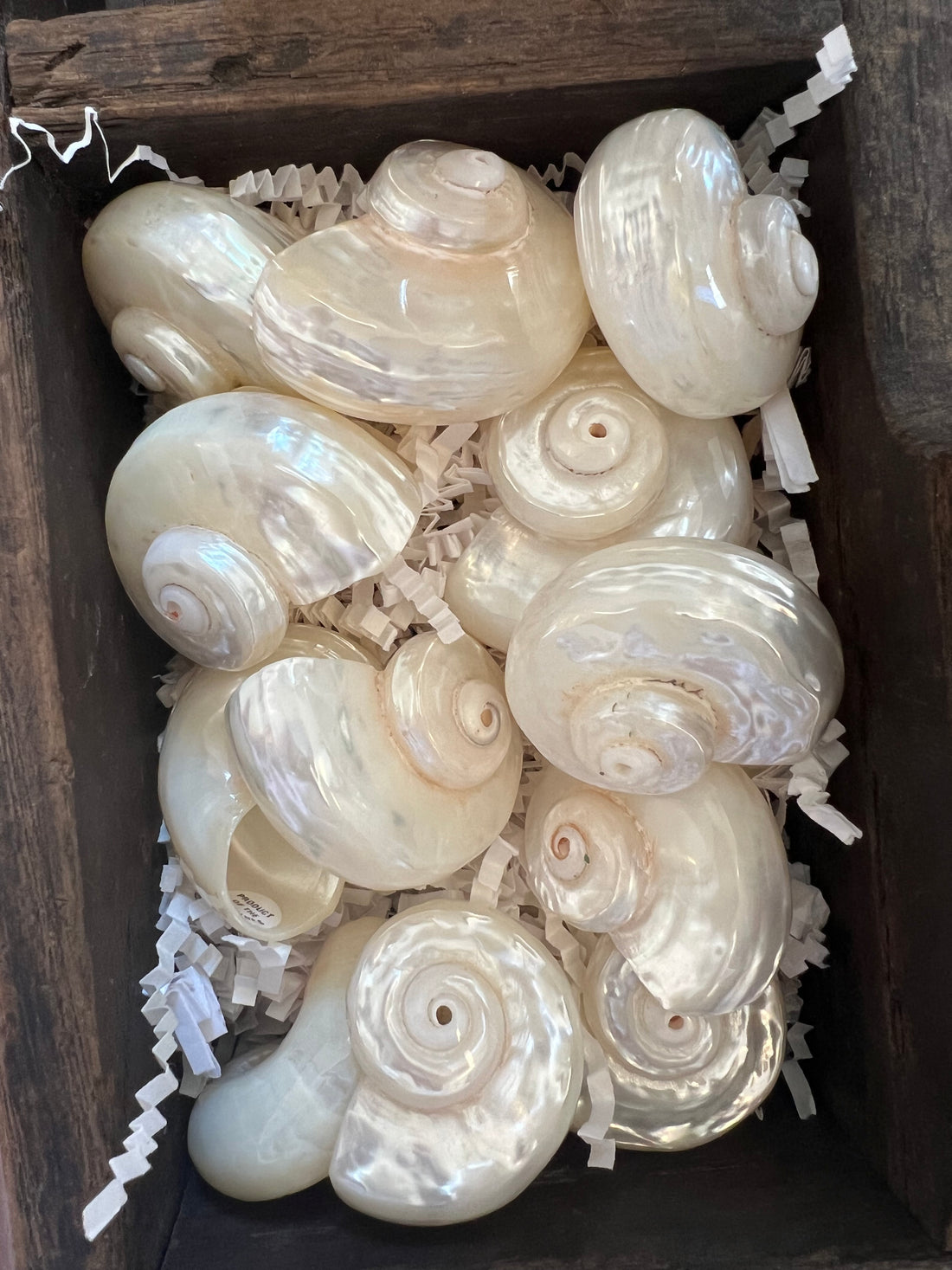 Pearled spiral sea shell